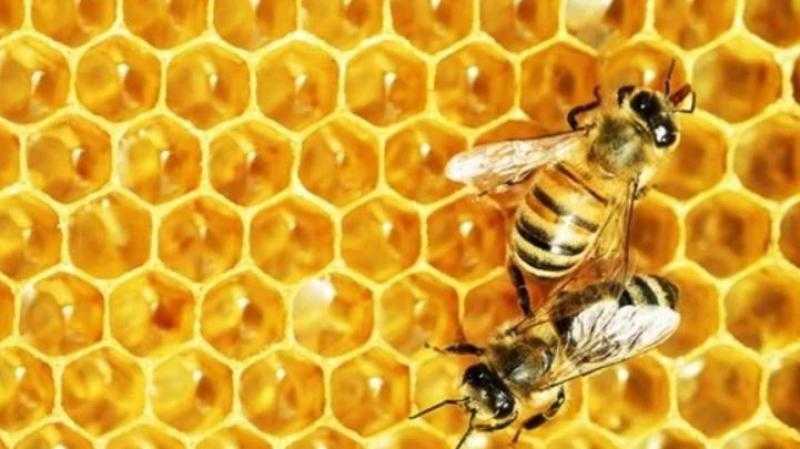 تعرف على التفسيرات المختلفة لرؤية النحل في المنام!